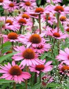Echinacea purpurea Rubinstern – Échinacée pourpre - Vue d'ensemble