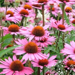 Echinacea purpurea Rubinstern – Échinacée pourpre - Vue d'ensemble