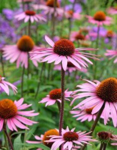 Echinacea purpurea Rubinstern – Échinacée pourpre - Fleurs