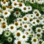 Echinacea purpurea White Swan – Échinacée pourpre - Vue d'ensemble