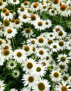 Echinacea purpurea White Swan – Échinacée pourpre - Vue d'ensemble