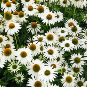 Echinacea purpurea White Swan – Échinacée pourpre - Vue d'ensemble