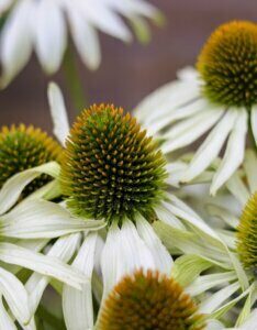 Echinacea purpurea White Swan – Échinacée pourpre - Fleurs en gros plan