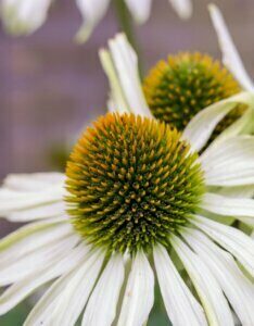 Echinacea purpurea White Swan – Échinacée pourpre - Fleur en gros plan
