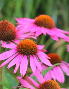 Echinacea purpurea – Échinacée pourpre - Vue d'ensemble - Fleur en gros plan