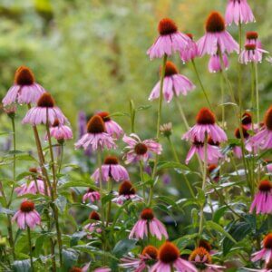 Echinacea purpurea – Échinacée pourpre - Vue d'ensemble