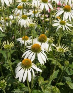 Echinacea purpurea ‘Alba’ – Échinacée pourpre blanche - Vue d'ensemble