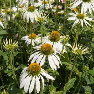 Echinacea purpurea ‘Alba’ – Échinacée pourpre blanche - Vue d'ensemble