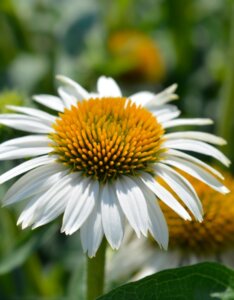 Echinacea purpurea ‘Alba’ – Échinacée pourpre blanche - Fleur en gros plan