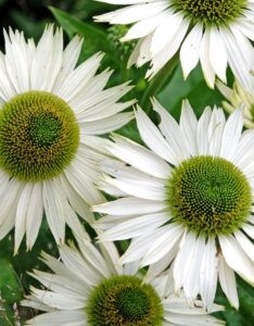 Echinacea purpurea ‘Alba’ – Échinacée pourpre blanche - Fleurs