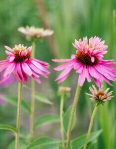 Echinacea purpurea ‘Double Decker’ – Échinacée pourpre double - Fleurs