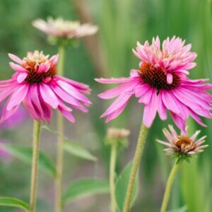 Echinacea purpurea ‘Double Decker’ – Échinacée pourpre double - Fleurs