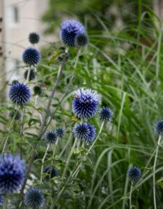 Echinops bannaticus Blue Glow – Boule azurée - Vue d'ensemble