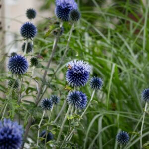 Echinops bannaticus Blue Glow – Boule azurée - Vue d'ensemble