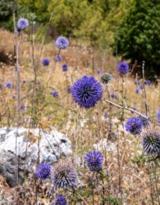 Echinops bannaticus Blue Glow – Boule azurée - Fleurs