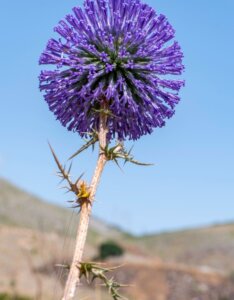 Echinops bannaticus Blue Glow – Boule azurée - Fleur en gros plan