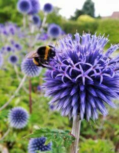 Echinops ritro – Boule azurée - Fleur en gros plan