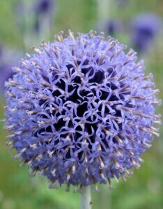 Echinops ritro Veitch’s Blue – Boule azurée - Fleur en gros plan