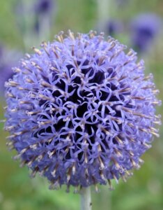 Echinops ritro Veitch’s Blue – Boule azurée - Fleur en gros plan