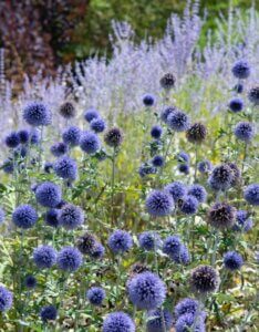 Echinops ritro Veitch’s Blue – Boule azurée - Vue d'ensemble