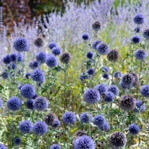Echinops ritro Veitch’s Blue – Boule azurée - Vue d'ensemble