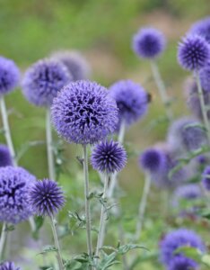 Echinops ritro Veitch’s Blue – Boule azurée - Fleurs