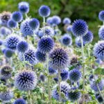 Echinops ritro – Boule azurée - Vue d'ensemble