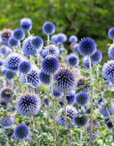 Echinops ritro – Boule azurée - Vue d'ensemble