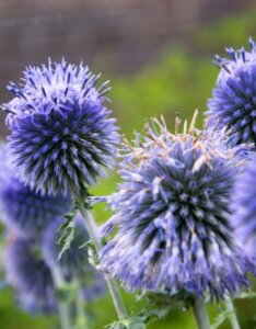 Echinops ritro – Boule azurée - Fleur en gros plan