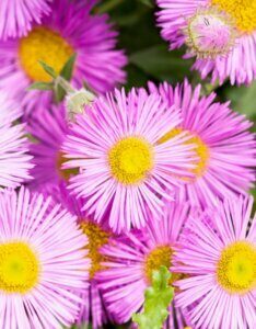 Erigeron karvinskianus – Vergerette de Karvinski - Fleurs en gros plan