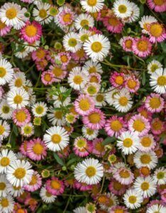Erigeron karvinskianus – Vergerette de Karvinski - Fleurs