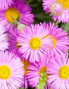 Erigeron karvinskianus – Vergerette de Karvinski - Fleurs en gros plan