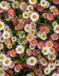 Erigeron karvinskianus – Vergerette de Karvinski - Fleurs