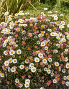 Erigeron karvinskianus – Vergerette de Karvinski - Vue d'ensemble