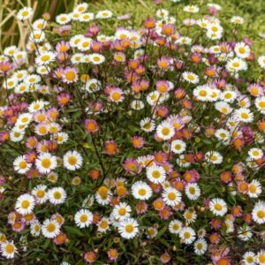 Erigeron karvinskianus – Vergerette de Karvinski - Vue d'ensemble
