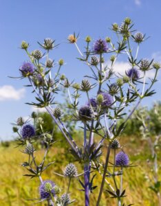 Eryngium planum – Panicaut bleu - Fleurs