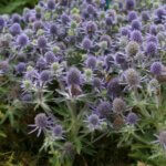 Eryngium planum – Panicaut bleu - Vue d'ensemble