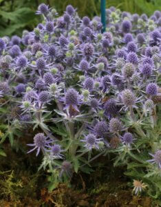Eryngium planum – Panicaut bleu - Vue d'ensemble