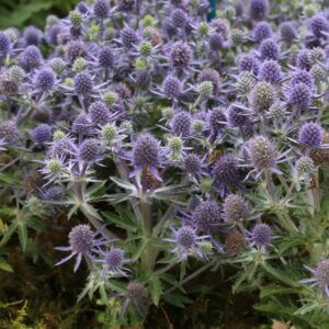 Eryngium planum – Panicaut bleu - Vue d'ensemble