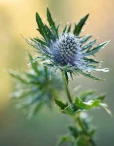Eryngium planum – Panicaut bleu - Fleur en gros plan