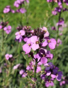 Erysimum linifolium Bowles Mauve – Giroflée vivace - Fleurs