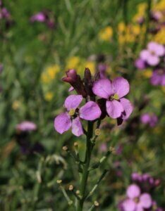 Erysimum linifolium Bowles Mauve – Giroflée vivace - Fleur en gros plan