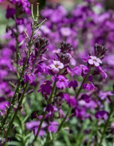 Erysimum linifolium Bowles Mauve – Giroflée vivace - Vue d'ensemble