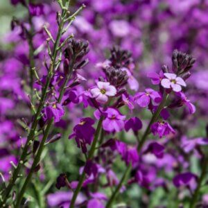 Erysimum linifolium Bowles Mauve – Giroflée vivace - Vue d'ensemble
