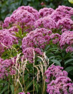 Eupatorium cannabinum – Eupatoire à feuilles de chanvre - Fleurs