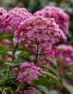 Eupatorium cannabinum – Eupatoire à feuilles de chanvre - Fleurs