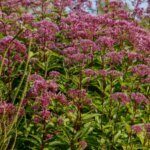 Eupatorium cannabinum – Eupatoire à feuilles de chanvre - Vue d'ensemble