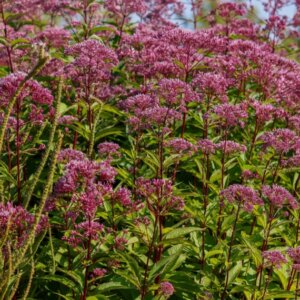 Eupatorium cannabinum – Eupatoire à feuilles de chanvre - Vue d'ensemble
