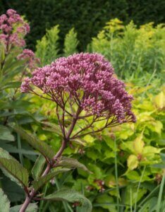 Eupatorium maculatum Atropurpureum – Eupatoire maculée pourpre - Fleur