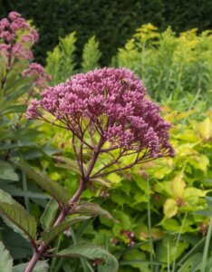 Eupatorium maculatum Atropurpureum – Eupatoire maculée pourpre - Fleur